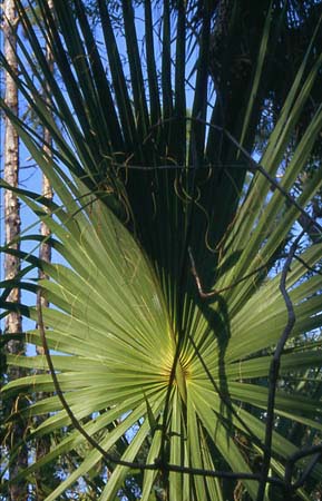 PALM1