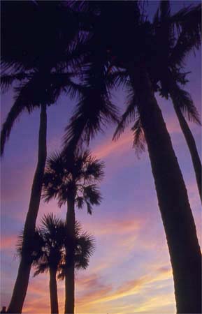 PALM3