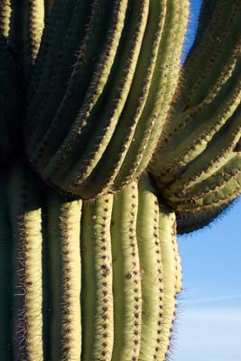 saguaro01