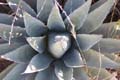 agave